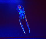 Baby octopus.  Photo on canvas with fluorescent highlights