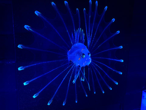 Lionfish Larvae. Photo on canvas with fluorescent highlights