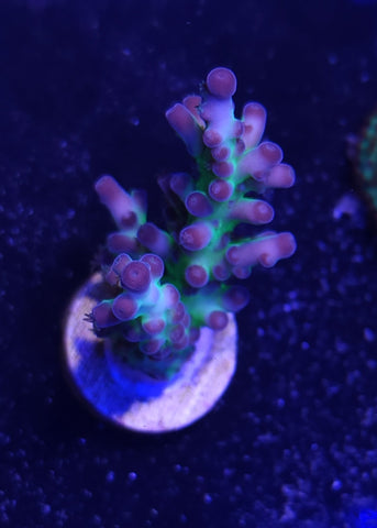 Red Granulosa Acro Frag