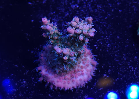 Pink Lemonade Acro Frag