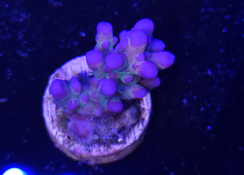 Amethyst Acro Frag