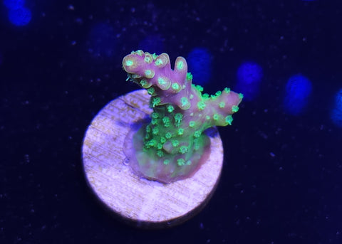 Paletta Pink Tip Acro Frag