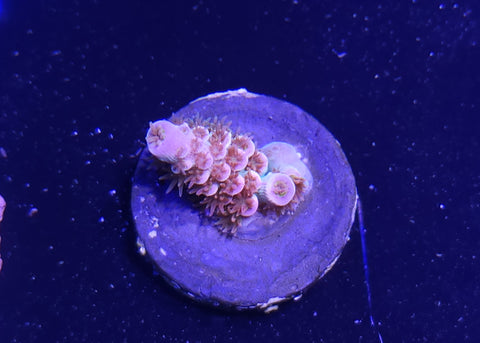 Cherry Bomb Acro Frag