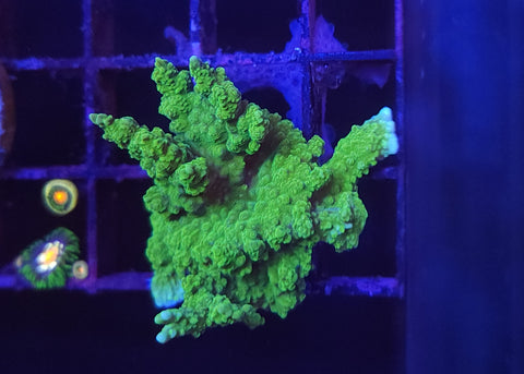 Montipora Stellata frag