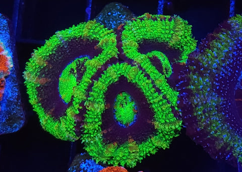 Acan frag