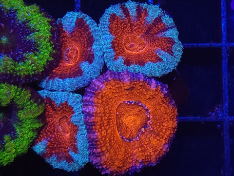 Acan frag