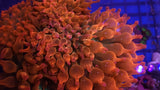 Forest Fire Rose Bubble Tip Anemone