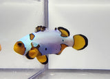 Extreme Snowflake Clown Pair