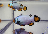 Extreme Snowflake Clown Pair