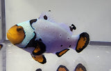 Extreme Snowflake Clown Pair