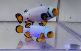 Extreme Snowflake Clown Pair