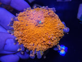 Bright orange bounce Ricordea with crazy long vesicles