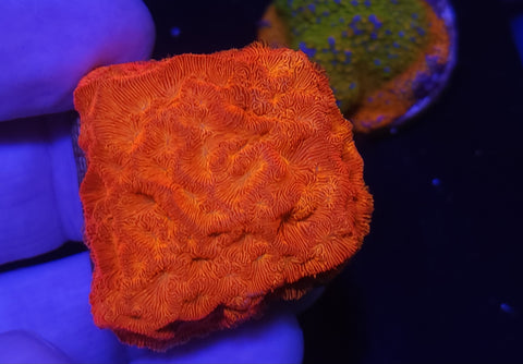Lepto frag