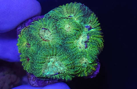 Favia frag