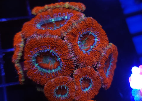 Acan frag