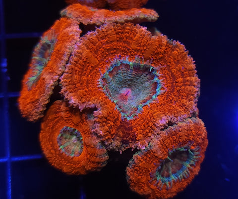 Acan frag