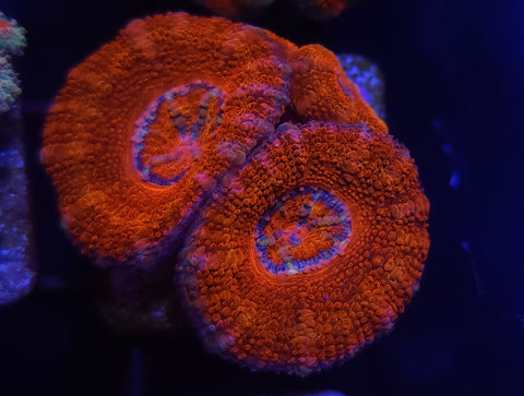 Acan frag