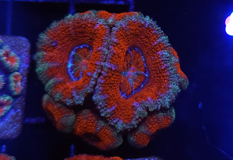 Acan frag