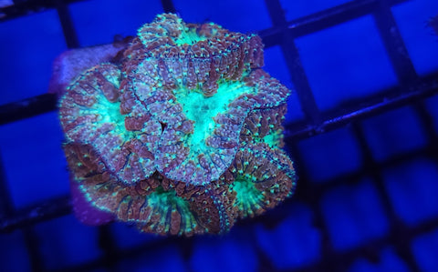 Blasto frag