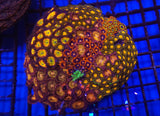 Zoa Garden- WYSIWYG