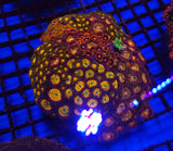 Zoa Garden- WYSIWYG