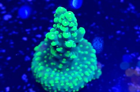 Uranium rod Acro Frag