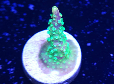 Palleta Pink Tip Frag