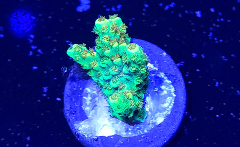 Fruity Pebbles Acro Frag