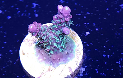 Confetti Acro Frag