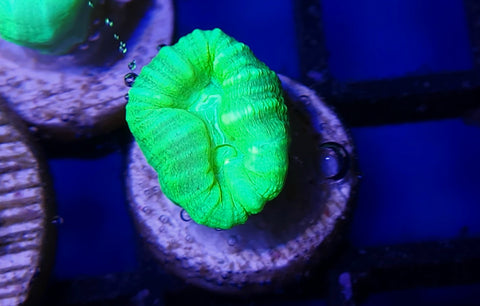 Kryptonite Candy Cane Frag