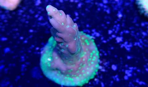 Cherry Blossom Acro Frag