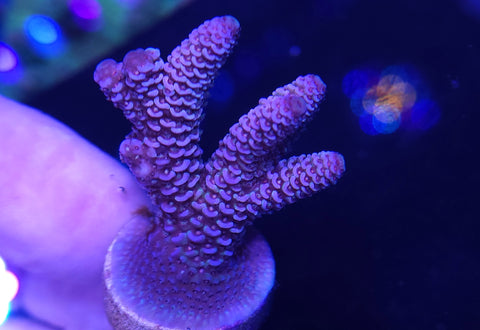 Mystique Millie Frag