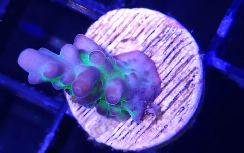 Granulosa Acro Frag