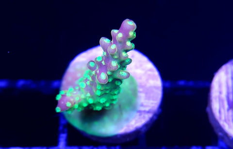 Paletta pink tip Acro Frag