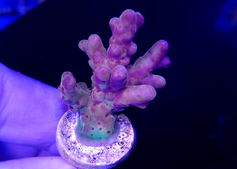 Grape Smoothie Acro Frag