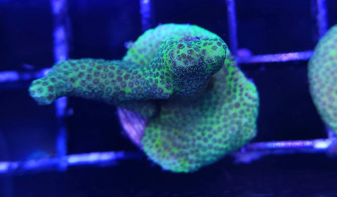 Green digi Frag