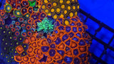 Zoa Garden- WYSIWYG