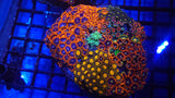 Zoa Garden- WYSIWYG