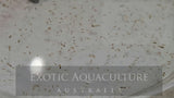 Live Copepods