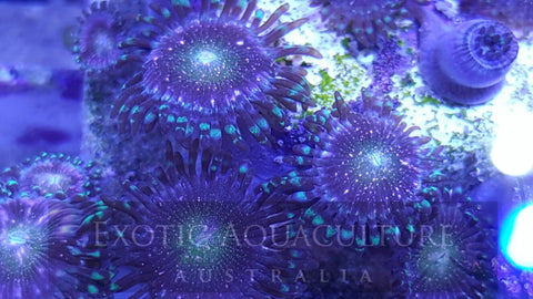 Purple Sparkle
