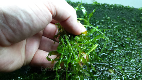 Caulerpa