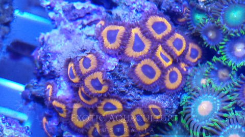 Deepwater Orange