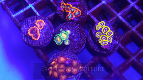 Frag Pack 4 - WYSIWYG