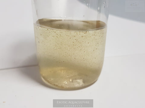 Live Copepods