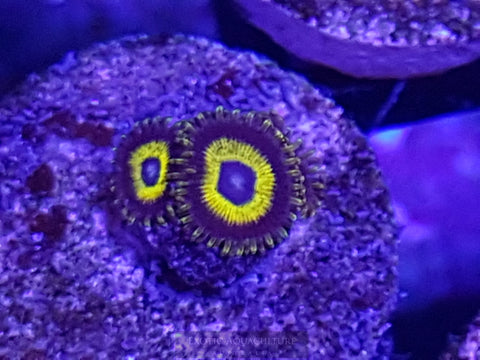 Ultra Yellows