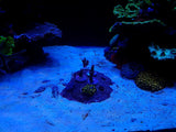 Frag island - includes free shipping (regular post)