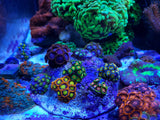 Frag island - includes free shipping (regular post)