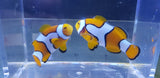 Picasso Clown Pair 2