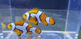 Picasso Clown Pair 2