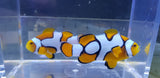 Picasso Clown Pair 2